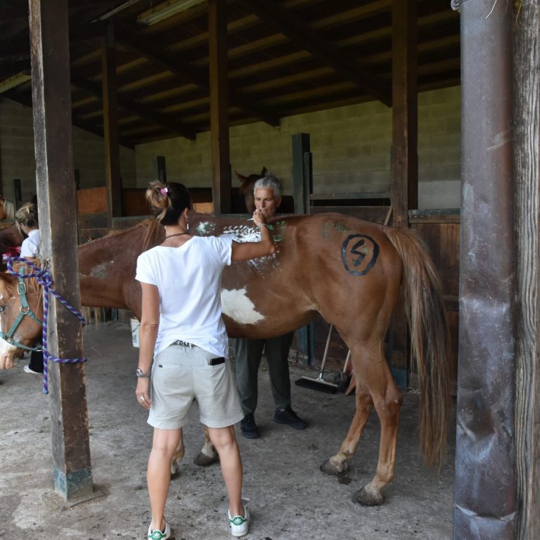 horsepaint